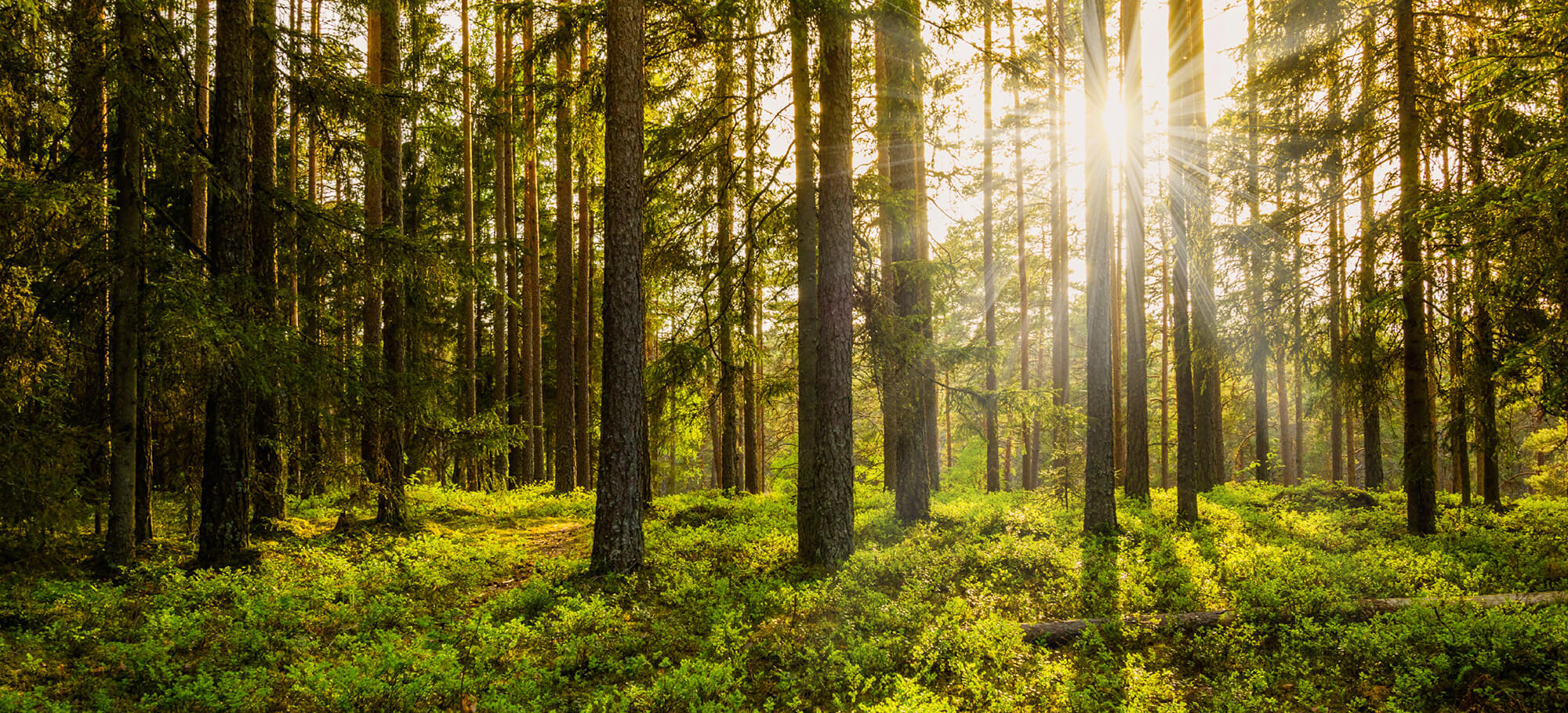 10 Gründe, regelmäßig in die Natur zu gehen