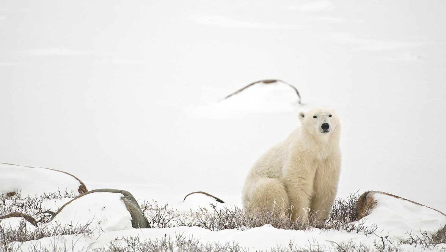 Im Wapusk-Nationalpark findet sich das weltweit größte Eisbären-Geburtshöhlengebiet der Welt