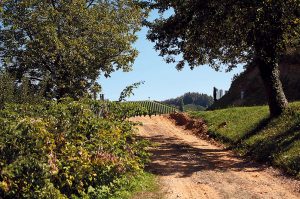 Weg durch die Weinberge der Toskana