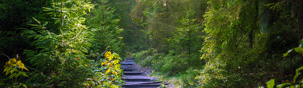 Waldbaden: auf einem Weg durch den Wald