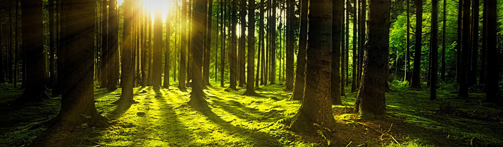 Waldbaden im sonnendurchfluteten Wald