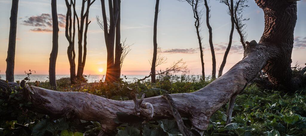 Blick aus dem Wald auf's Meer in der Rostocker Heide