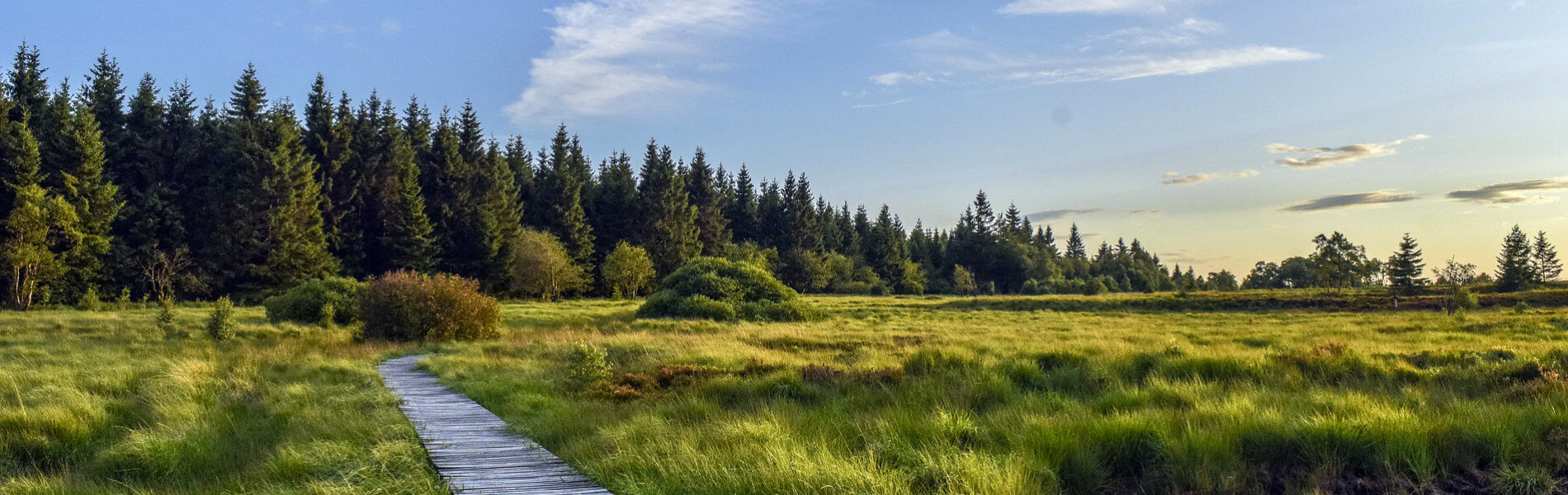 Wandersteg in einem Moor in der Eifel