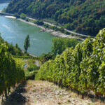 Rheingau: Blick durch Weinberge hinab auf den Rhein