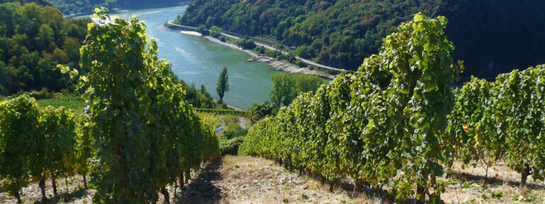 Rheingau: Blick durch Weinberge hinab auf den Rhein