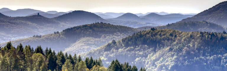 Blick über den Pfälzerwald, aufsteigender Nebel