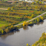 Weinwandern in Weinbergen ind er Pfalz mit Blick auf die Mosel, herbstlich gefärbt