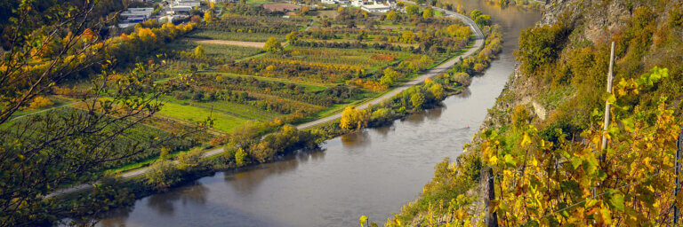 Weinwandern in Weinbergen ind er Pfalz mit Blick auf die Mosel, herbstlich gefärbt