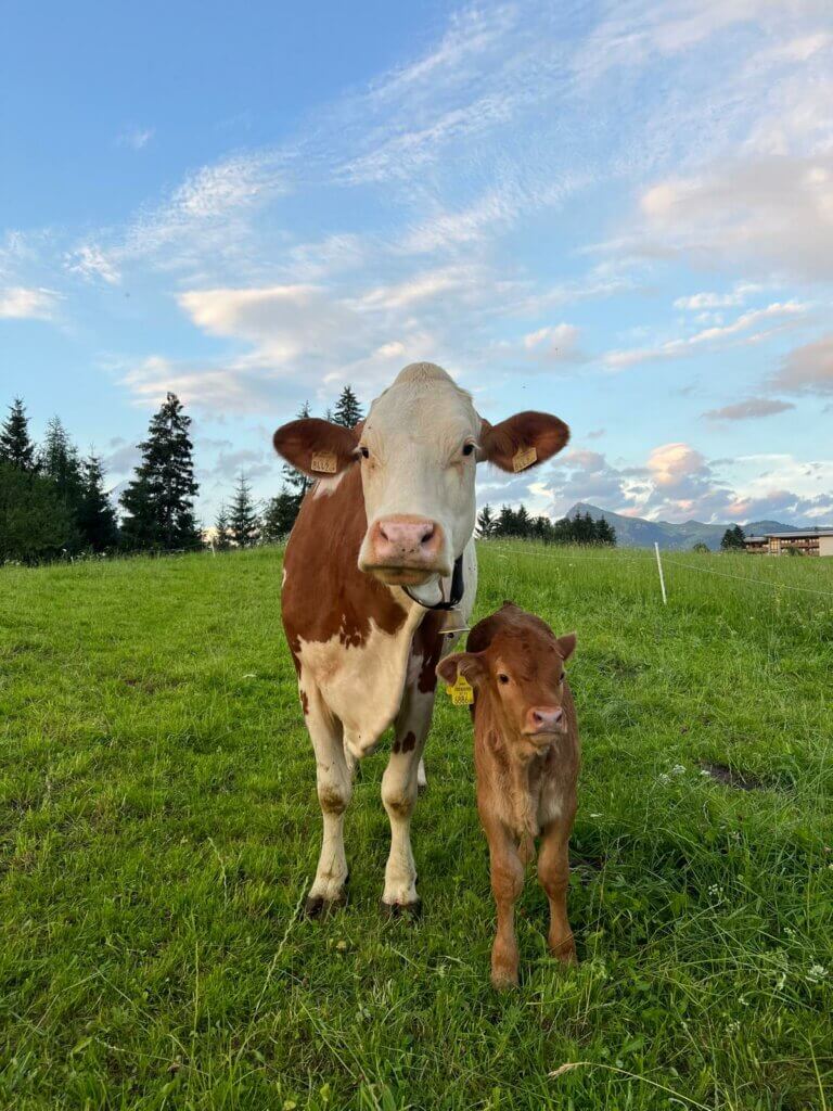 Verhalten bei Kühen auf der Alm. Kuh mit Jungtier.